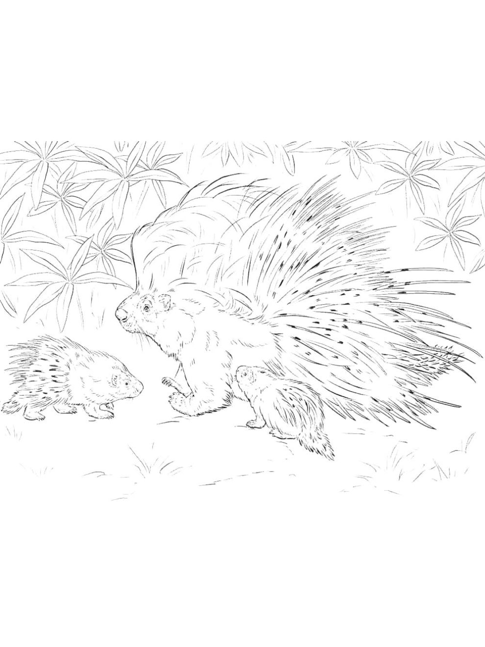 Porcupine coloring pages