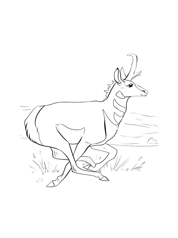 Pronghorn coloring pages