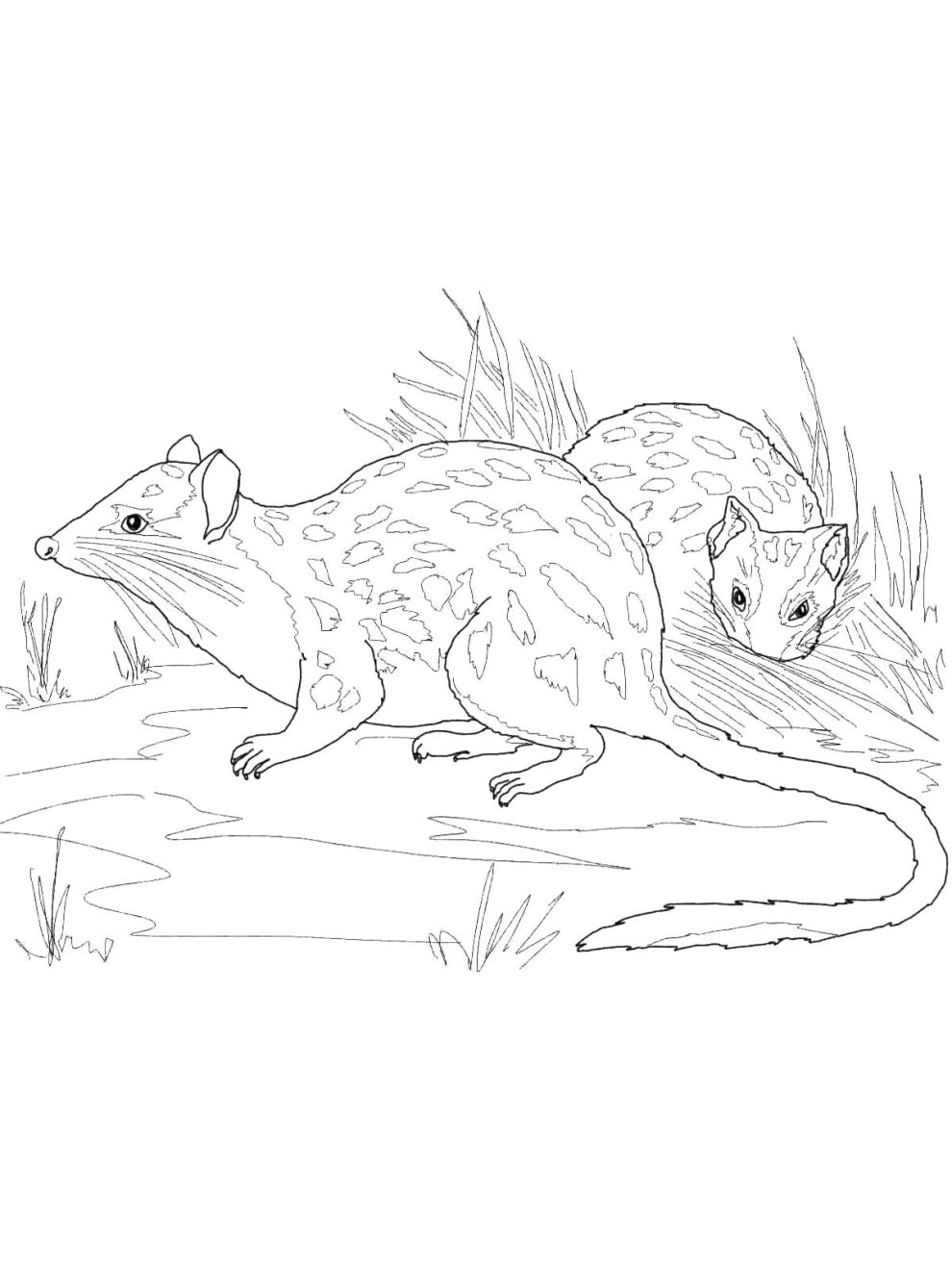 Quoll coloring pages