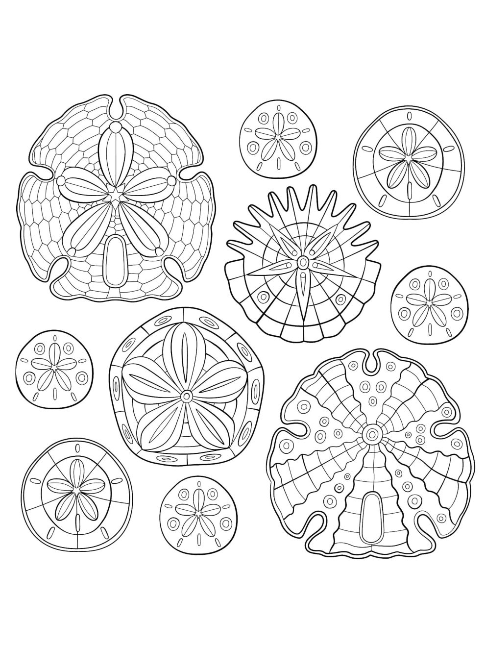 Sand Dollar coloring pages