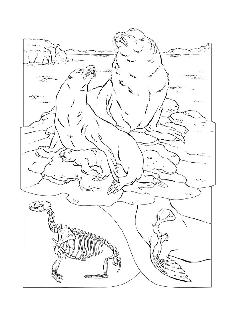 Sea Lion coloring pages