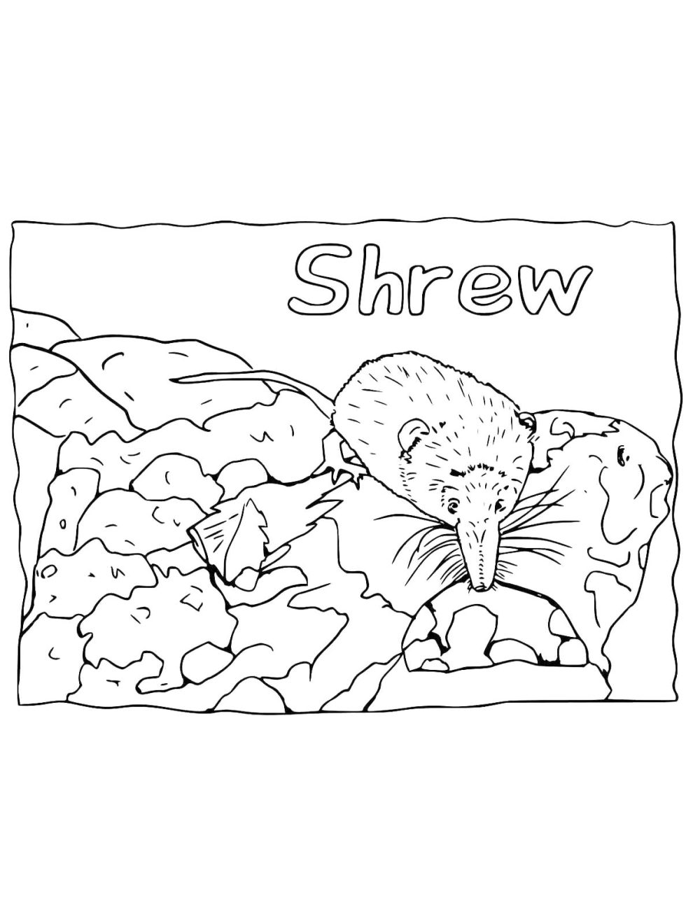 Shrew coloring pages