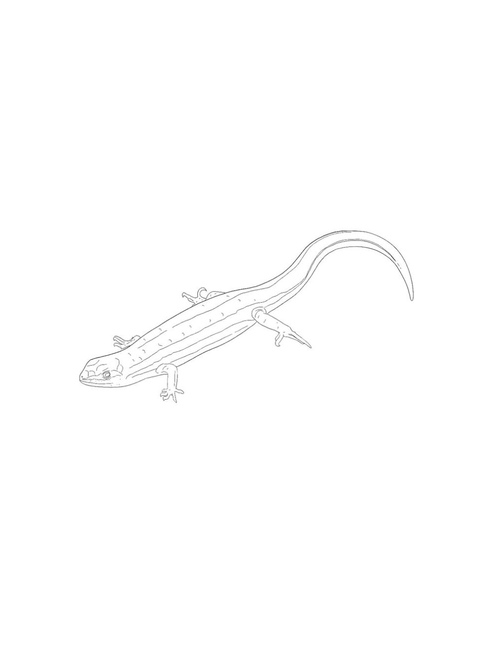 Skink coloring pages