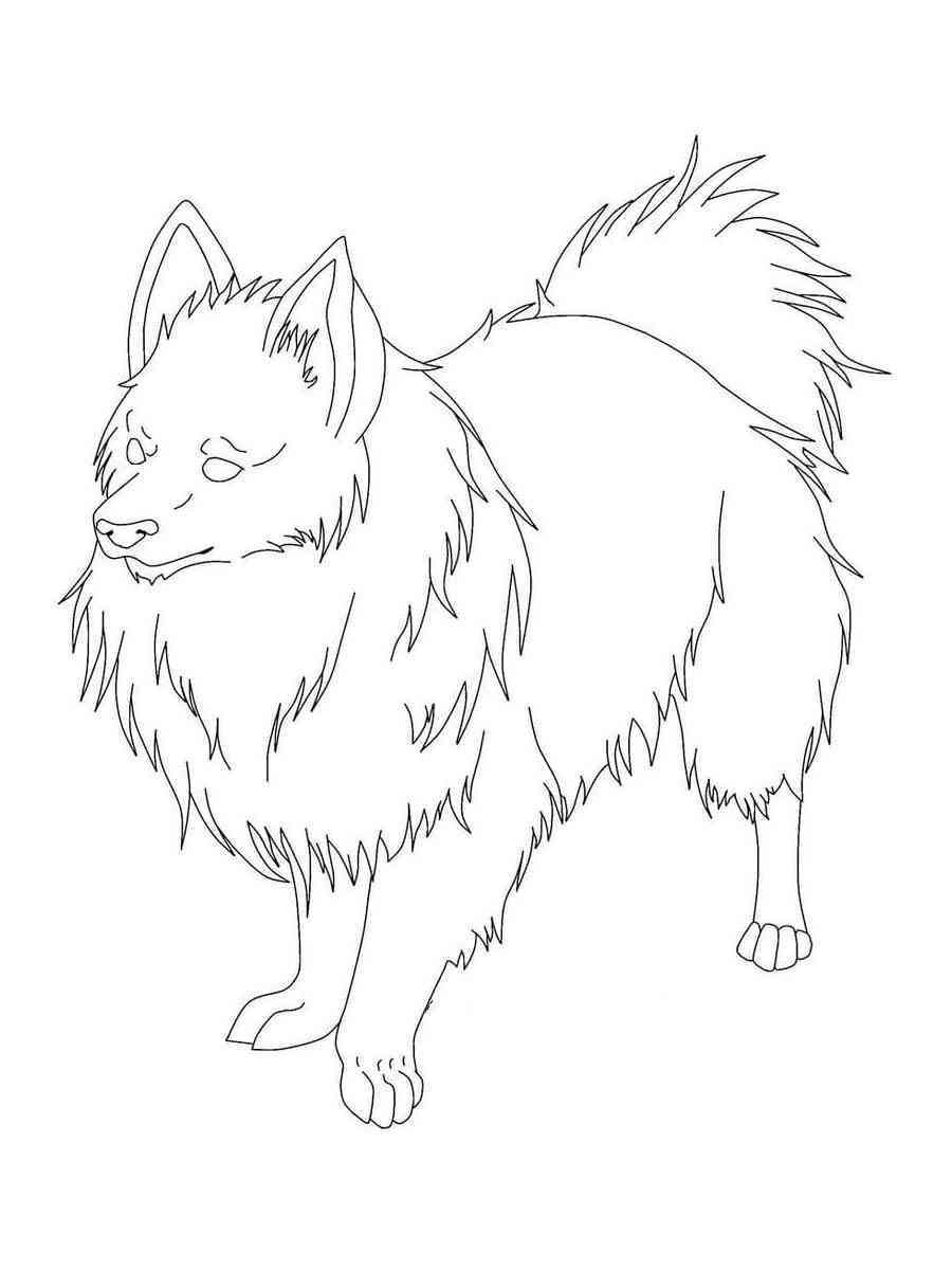 Spitz coloring pages