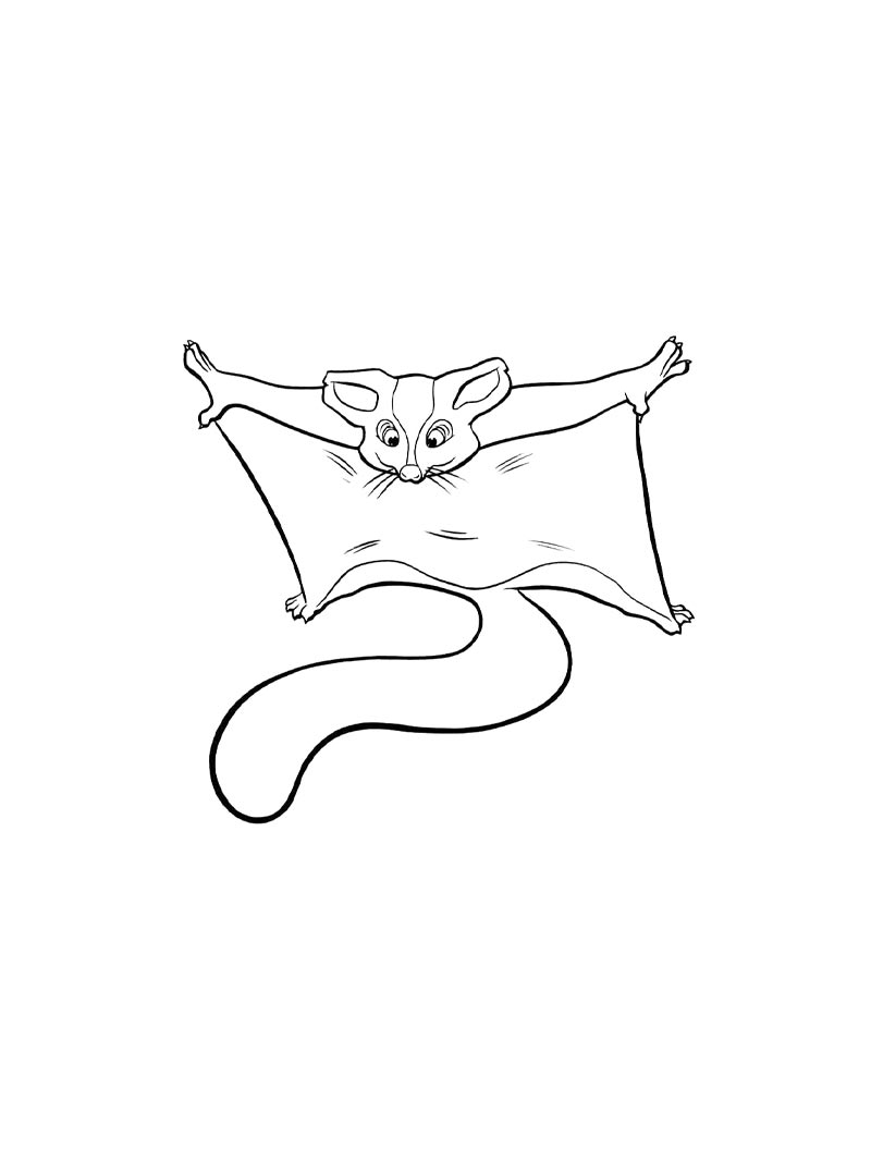 Sugar Glider coloring pages