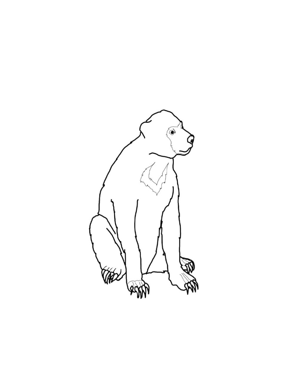 Sun Bear coloring pages