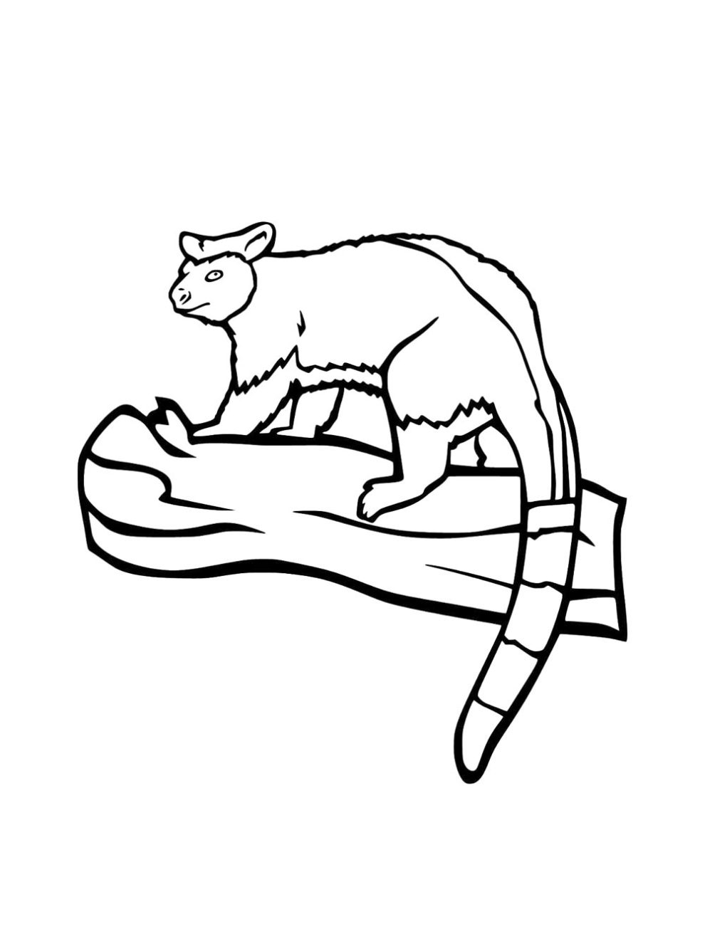 Tree Kangaroo coloring pages