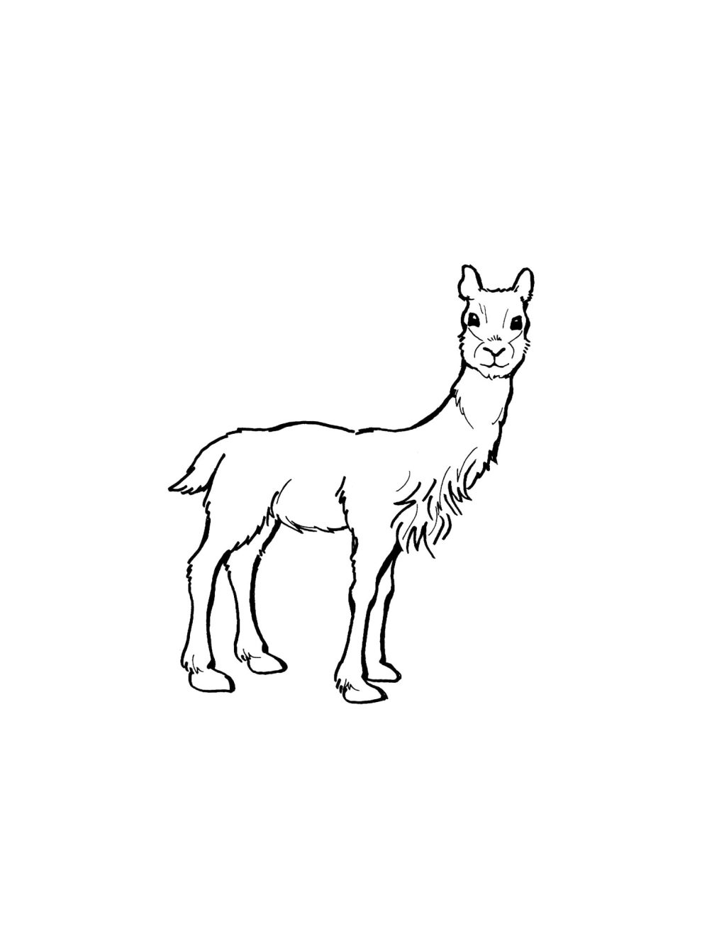 Vicuna coloring pages