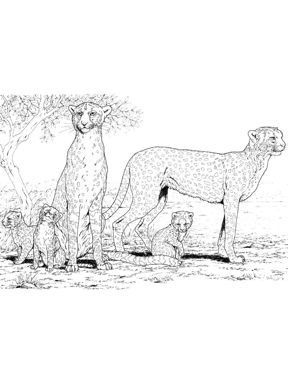 Wild cats coloring pages