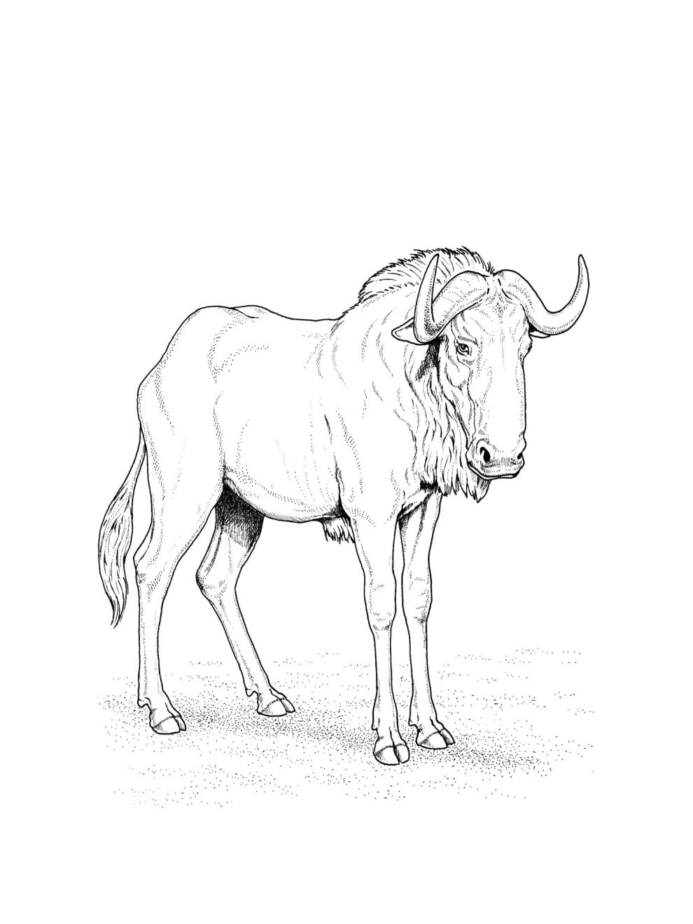 Wildebeest coloring pages