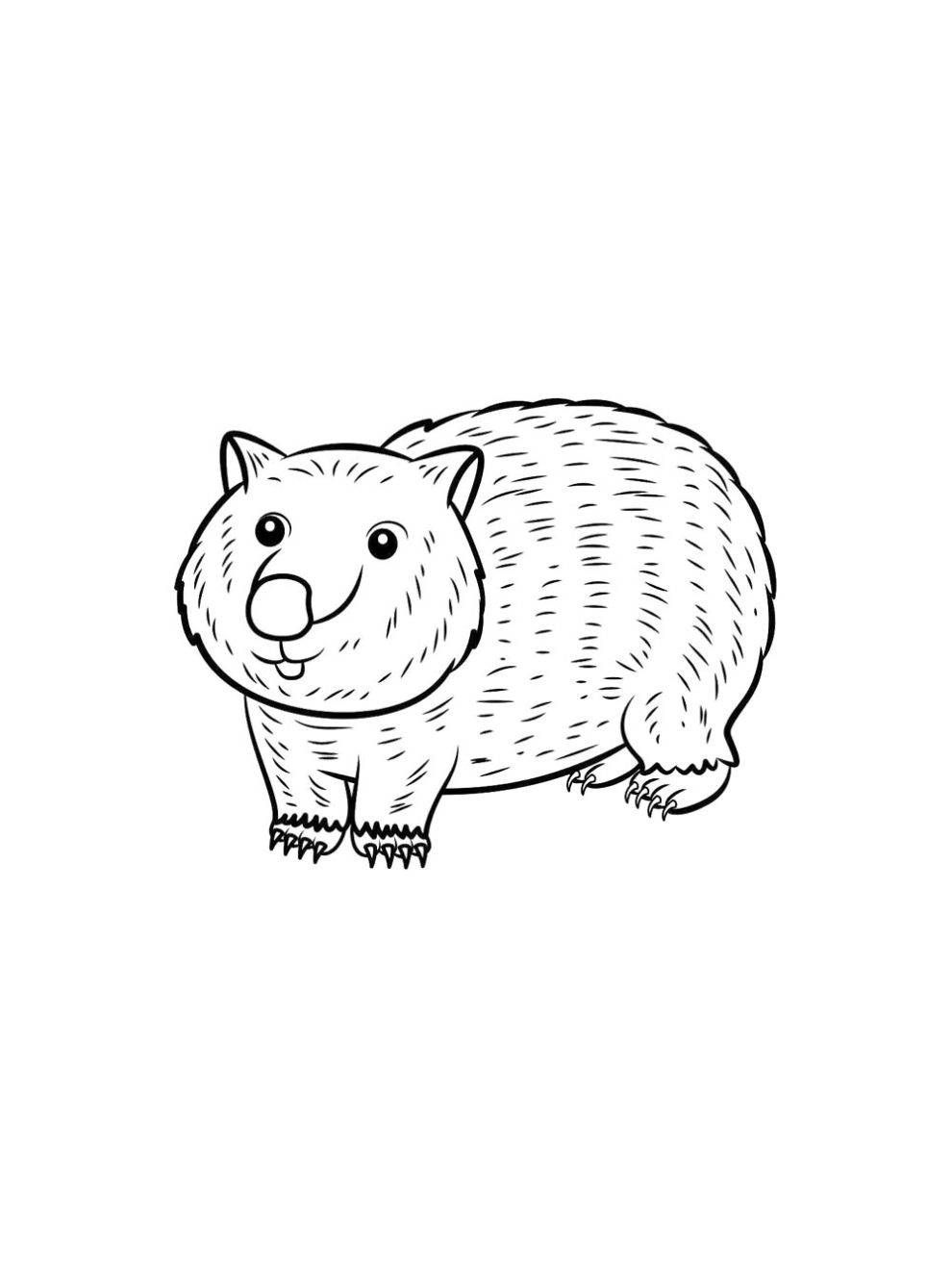 Wombat coloring pages