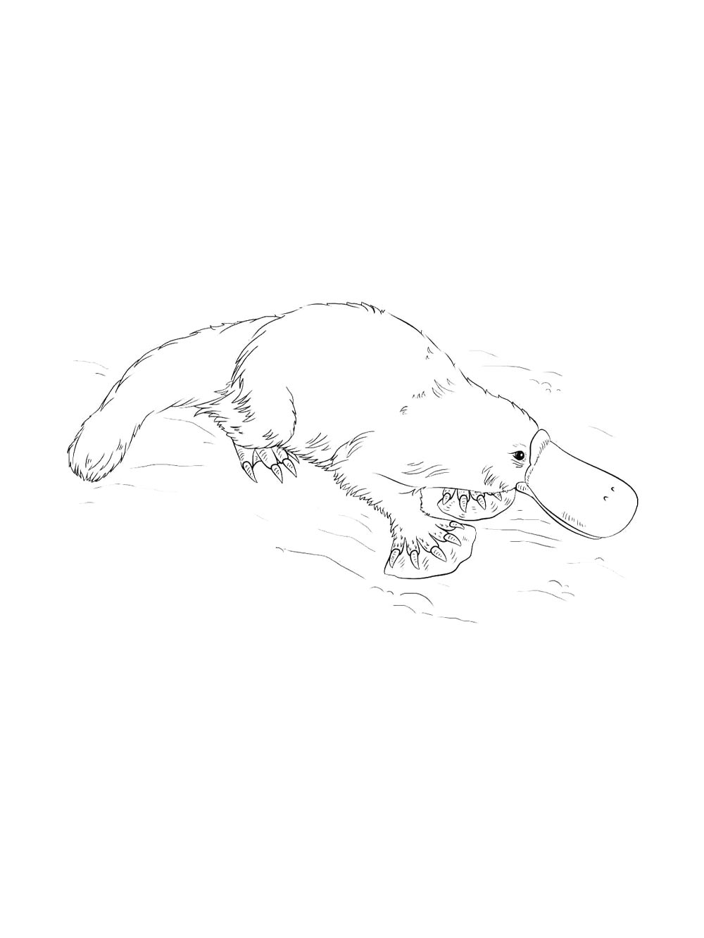 Duckbill coloring page 11