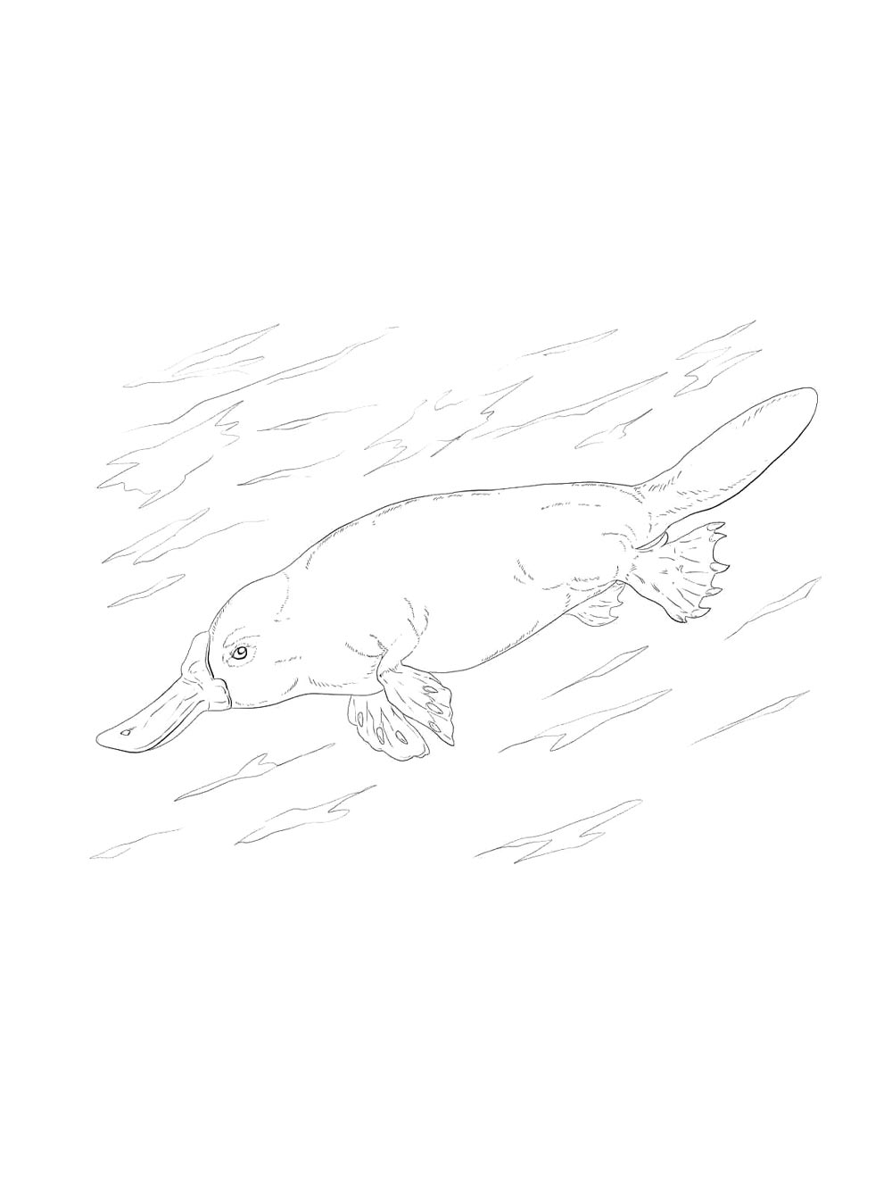 Duckbill coloring page 14
