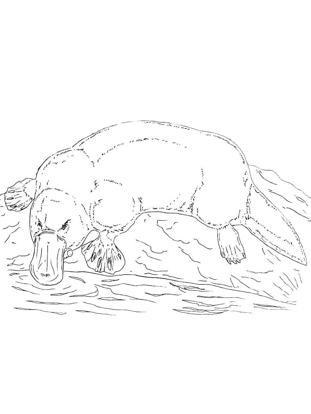 Duckbill coloring page 15