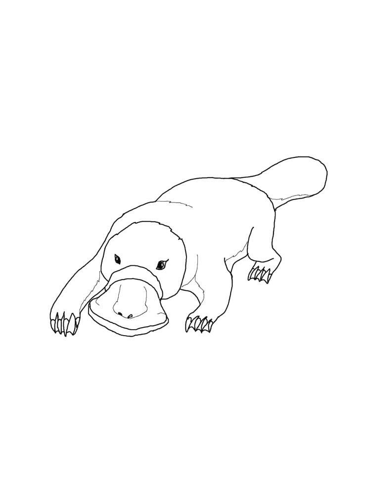 Duckbill coloring page 9