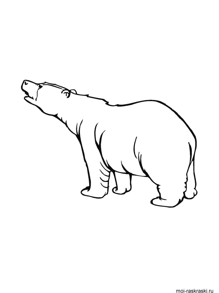 Bear coloring page 20