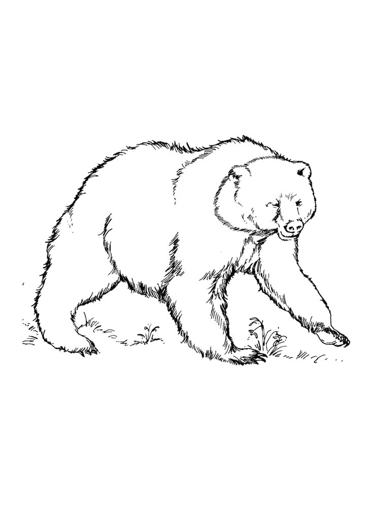 Bear coloring page 21