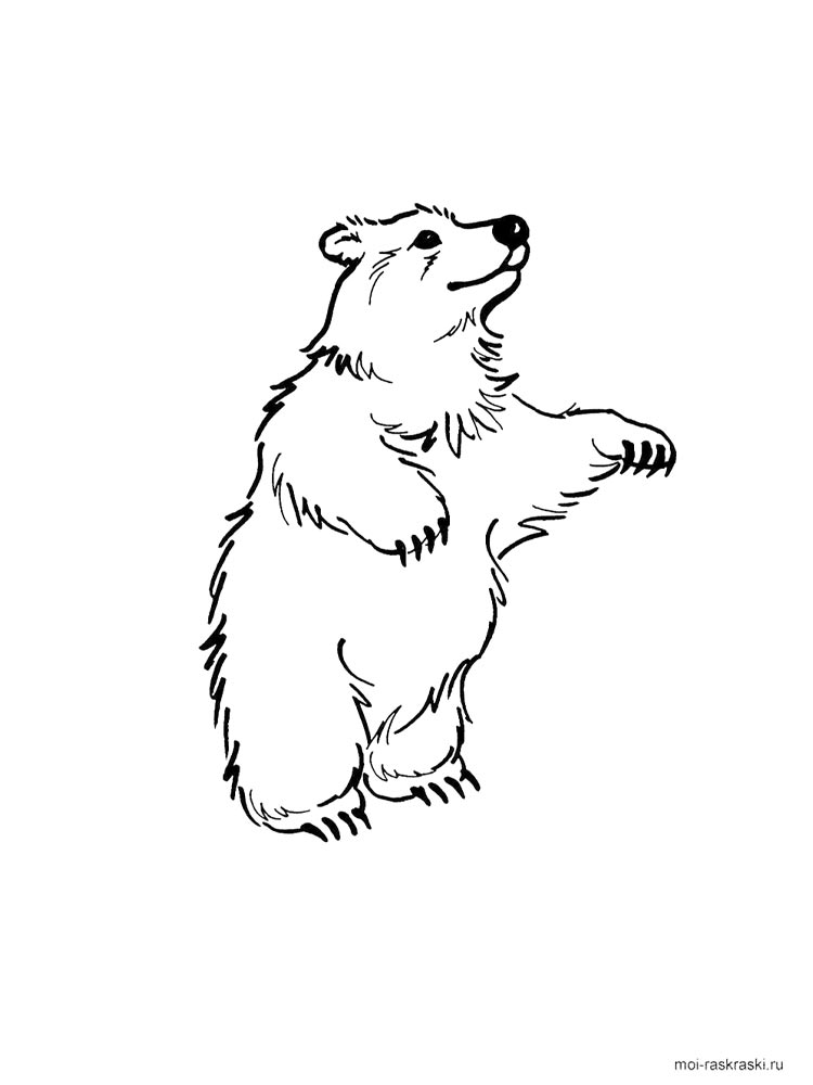 Bear coloring page 29