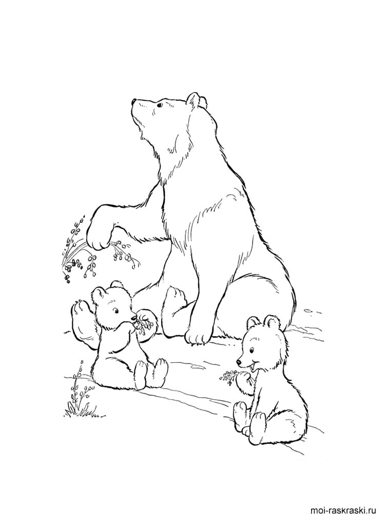 Bear coloring page 27