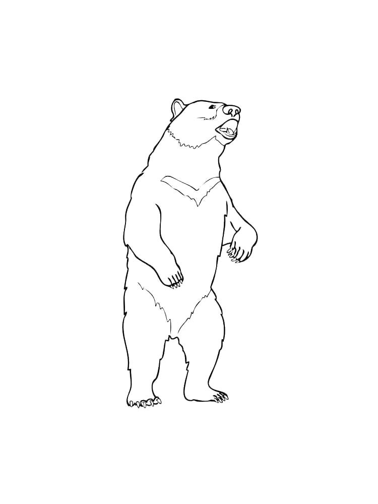 Bear coloring page 8