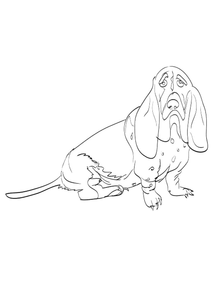 Basset Hound coloring page 11
