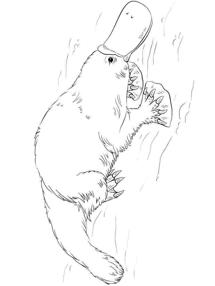 Duckbill coloring pages