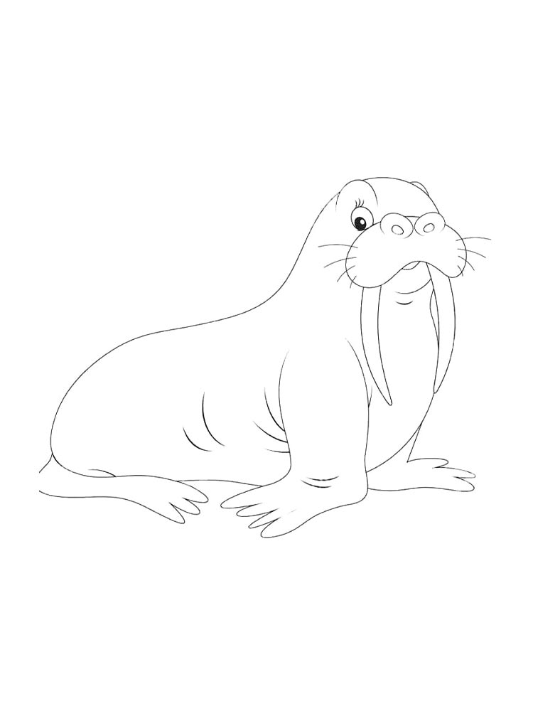 Walrus coloring page 11